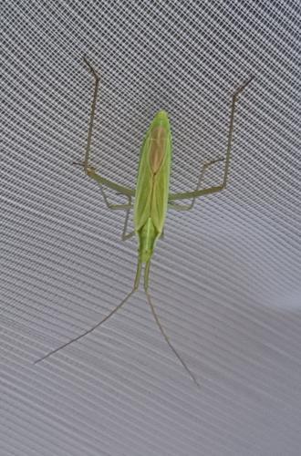 Réf. 236 851 : Megaloceroea recticornis